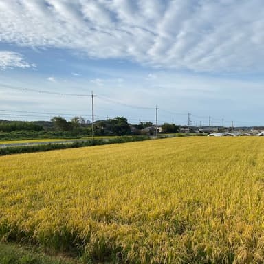 イセヒカリ収穫終了!