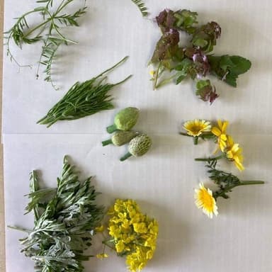 4月の野草会