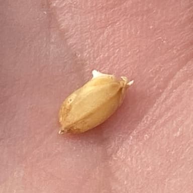 お米の発芽