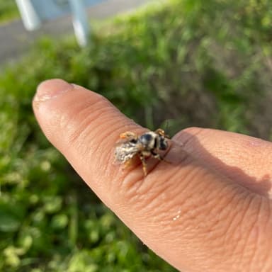 ミツバチと一緒に