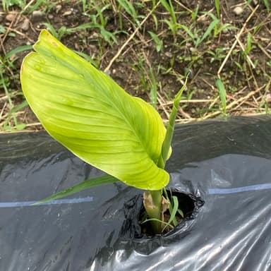 ウコンの芽がでましたー