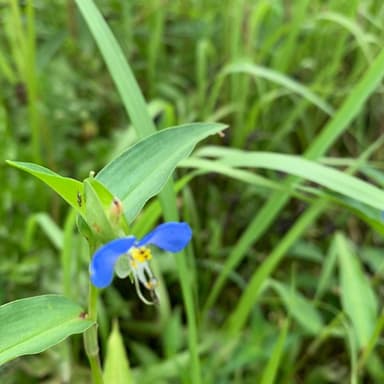 野草会6月