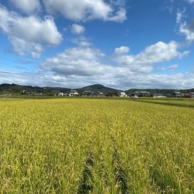 自然栽培米の販売を再開いたします。