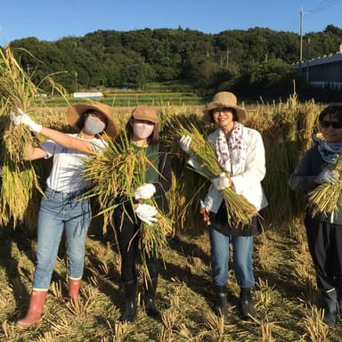 いせひかり稲刈り