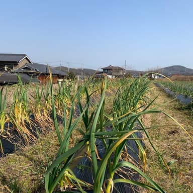 遠州極早生ニンニク