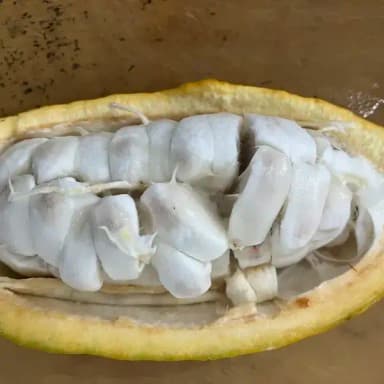 アジアのカカオ産地の未来|ベトナムから広がる可能性
