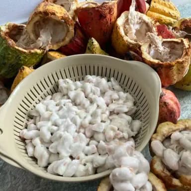 カカオポリフェノールと自然の恵み