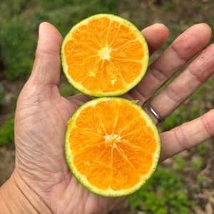 【予約販売】<極早生温州みかん>甘酸っぱさが、秋のはじまり。農薬・除草剤・化学肥料不使用