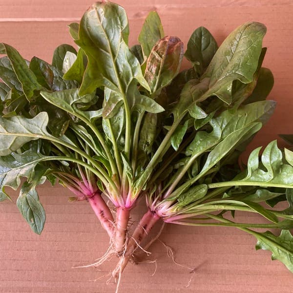 赤根ほうれん草 500g