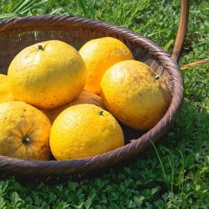 農薬・化学肥料不使用/有機栽培「甘夏みかん」
