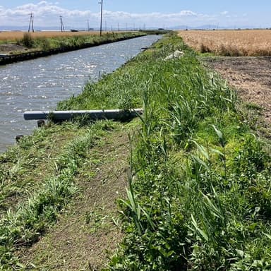 「自然との調和を大切に―草刈りと岸辺の安全性」3月からこれまでに3回目の草刈り