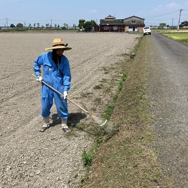 自然農法DNAコシヒカリ 田植え前の大切な準備:松葉ほうきでの掃除