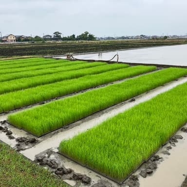 自然栽培米の育成日記 ~38年目のDNAコシヒカリ~苗を保護していた寒冷紗