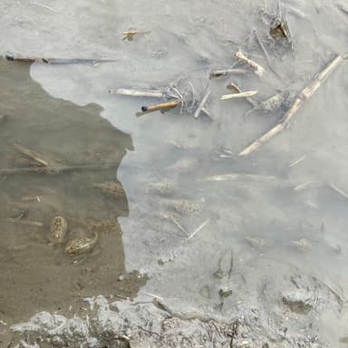 私の田んぼで見られる素敵な光景は自然栽培米とカブトエビの共生