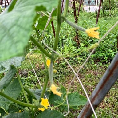 肥料や農薬を使用しない野菜は、身体が喜びエネルギーが豊富で健康家族