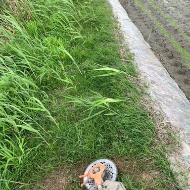 田植えと補植が終わり、アゼや道端、川端の草刈りを始めました。