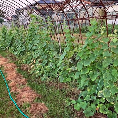 我が家の家庭菜園無肥料・無農薬栽培 キュウリに感謝申し上げます<m(__)m>