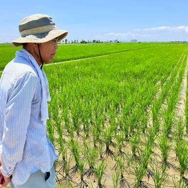 今年も2024年佐賀県特別栽培農産物水稲検査