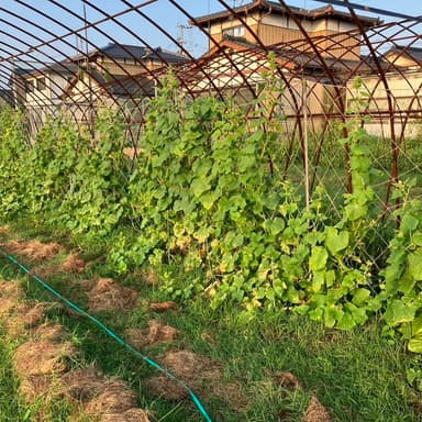 家庭菜園キュウリは無農薬栽培