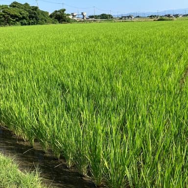 「夏の力と共に成長する稲たちへの感謝」