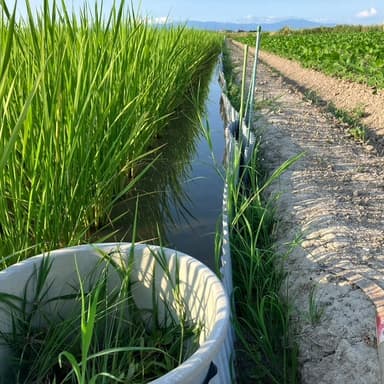 夏の草取りと感謝の気持ち