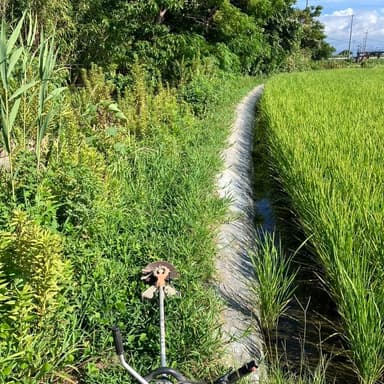 田植え後2回目の草刈りで感じる地球のエネルギー