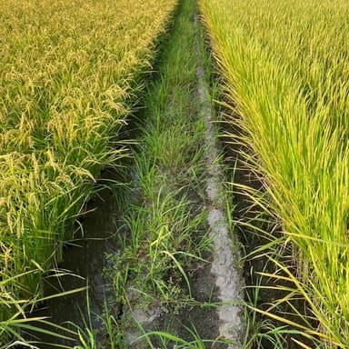 田植え後2回目のあぜ草刈り