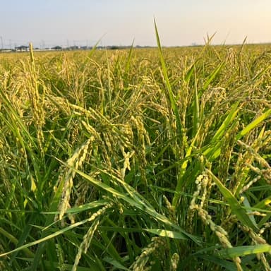 自然栽培の稲作と36度超えの夏