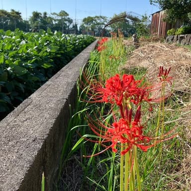 例年より少し遅れての開花「秋を告げる彼岸花の微笑み」
