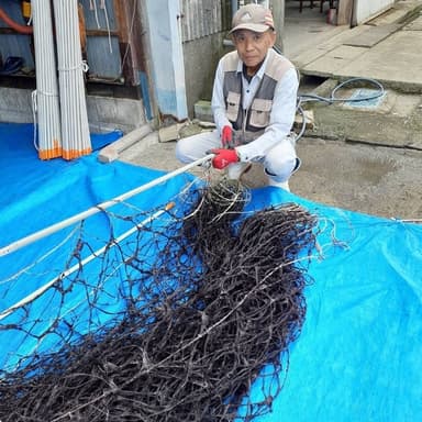有明海での海苔養殖、口溶けが良い旨い 無酸処理海苔