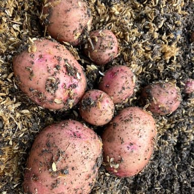 我が家の家庭菜園 無肥料・無農薬栽培 秋ジャガイモの収穫