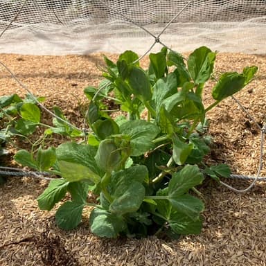 春待つグリーンピース 🌱