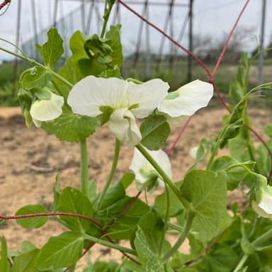 🌿グリンピースの花が咲きました🌿