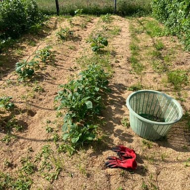 【春じゃがいも、2回目の草取り】