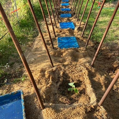 【自然栽培のキュウリ苗を植え付けました】