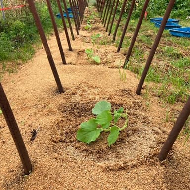 無肥料・無農薬の家庭菜園 〜キュウリの成長〜
