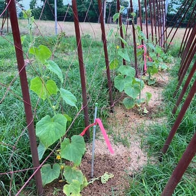 我が家の家庭菜園より:キュウリ、すくすく成長中です