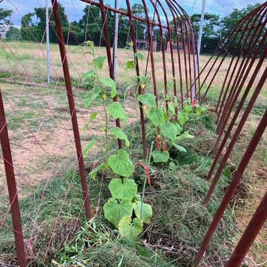 🥒キュウリと私の小さな日課