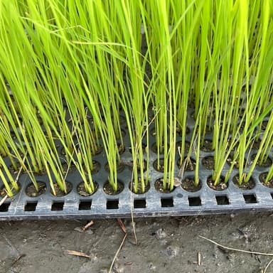 🌱日に日にたくましくなる、30年DNAコシヒカリ