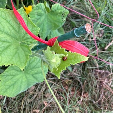 🐞てんとう虫が見守る、我が家のキュウリたち