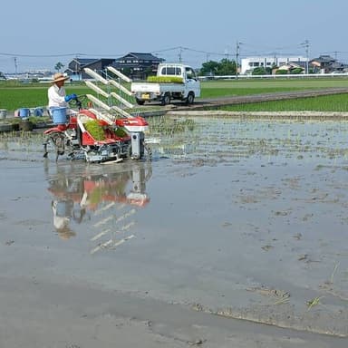 🌱苗床を田植えしました🌱