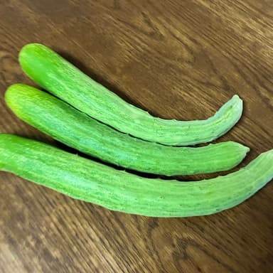 【家庭菜園便り】キュウリが実り始めました