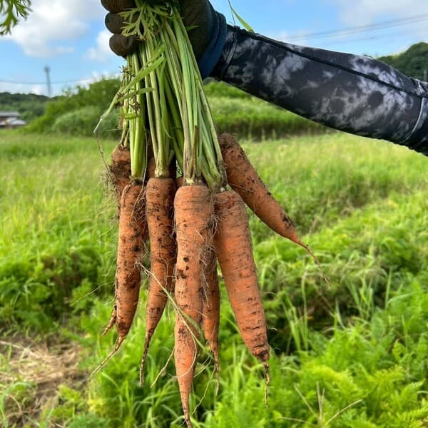 3kg(1本あたり約130〜200g前後・サイズ不揃い含む)