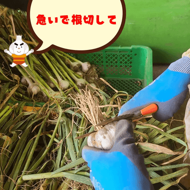にんにくの収獲が終わりました!