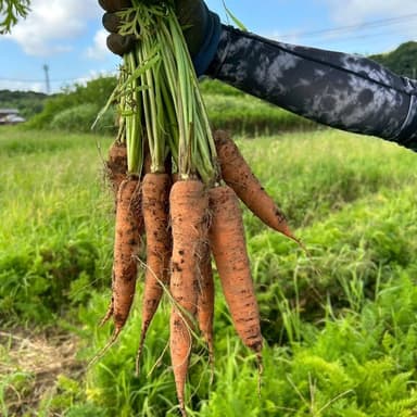 🥕 今年もにんじん、収穫できました!