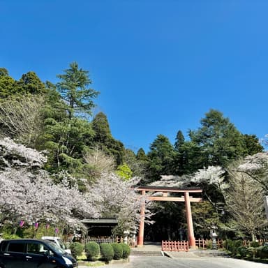 お花見