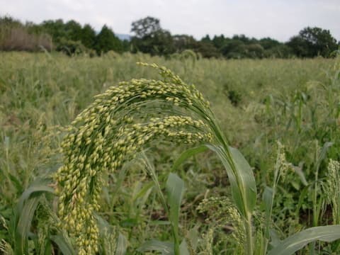 お米も雑穀たちも順調です!