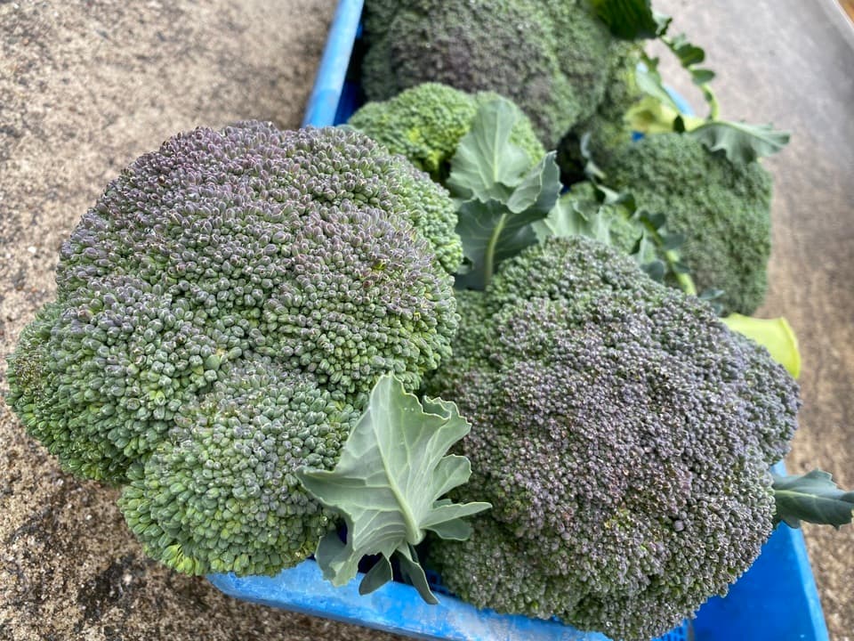 注目食材ブロッコリーと冬の旬野菜をオーガニックで