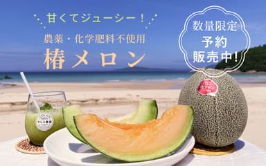 初夏の味覚🍈農薬不使用メロン🍈旬の美味しさをご自宅にお届けします!