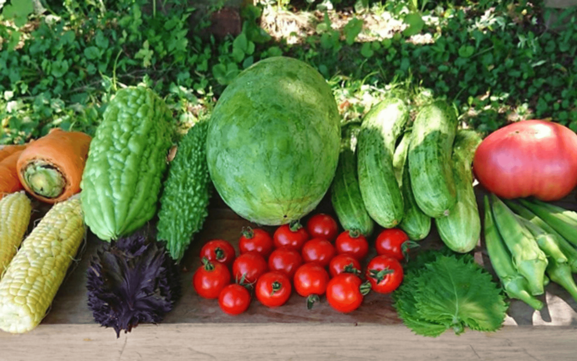 とうもろこしが好調!今年おいしい夏野菜たち🥒